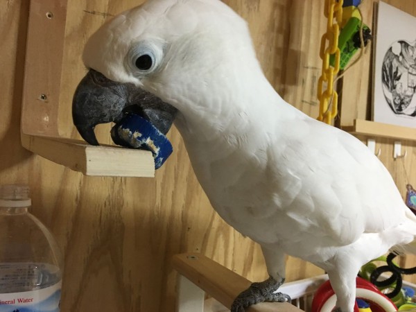 いかついあごガード いたずらオウムの生活雑記 Powered By ライブドアブログ