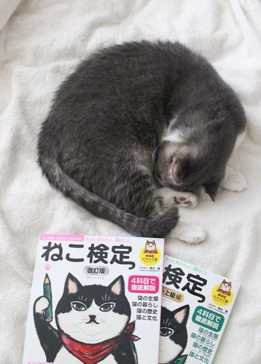 空カフェ ゆる猫との暮らし blog jp