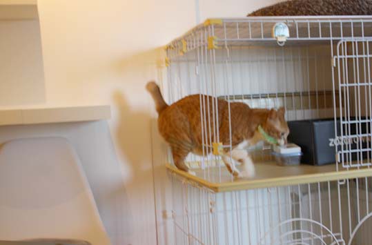 キャットステップの最大荷重について 空カフェ ゆる猫との暮らし Powered By ライブドアブログ キャットステップの最大荷重について 空カフェ ゆる猫との暮らし Powered By ライブドアブログ
