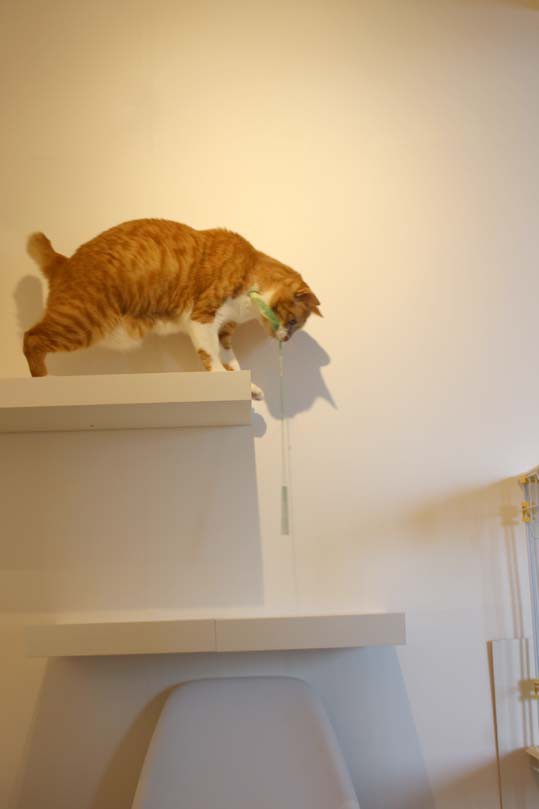 キャットステップの最大荷重について 空カフェ ゆる猫との暮らし Powered By ライブドアブログ キャットステップの最大荷重について 空カフェ ゆる猫との暮らし Powered By ライブドアブログ