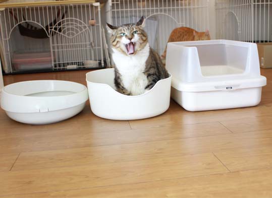 Ikeaのペットシリーズ入手 その1 空カフェ ゆる猫との暮らし Powered By ライブドアブログ
