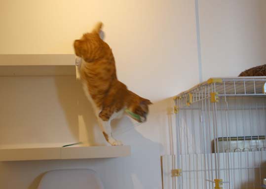 キャットステップの最大荷重について 空カフェ ゆる猫との暮らし Powered By ライブドアブログ キャットステップの最大荷重について 空カフェ ゆる猫との暮らし Powered By ライブドアブログ