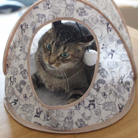 ねこトンネル の洗いかた 空カフェ ゆる猫との暮らし Powered By ライブドアブログ