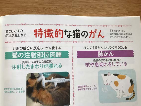 ツリーにわくわくしない猫。 : 続・いっくんのそれゆけ一球入魂 