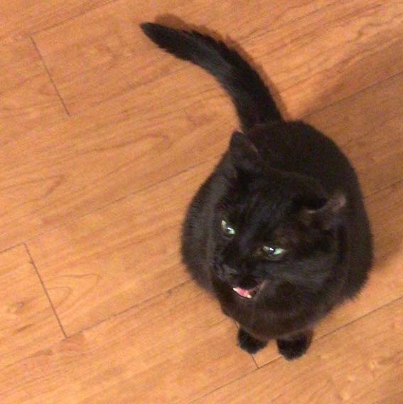 黒ねこ増し増し 続 いっくんのそれゆけ一球入魂 Powered By ライブドアブログ