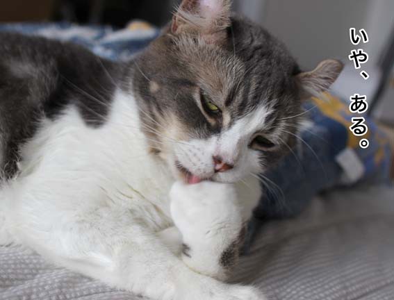 リアル文学猫小説。 : 続・いっくんのそれゆけ一球入魂 Powered by