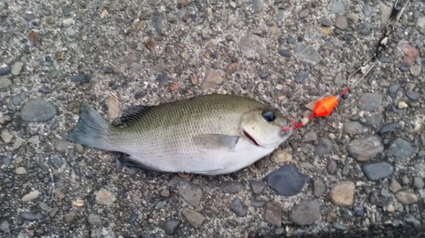 7月17日 18日メジナ 釣れた魚が小さいズ