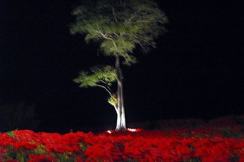 妖艶な曼珠沙華 彼岸花 を訪ねて 夢の花咲かせて