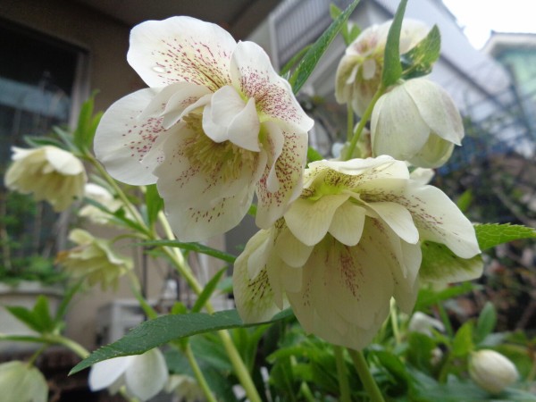 エレガンス ホワイト～赤いスポットが映えるクリスマスローズ～ : 伊藤