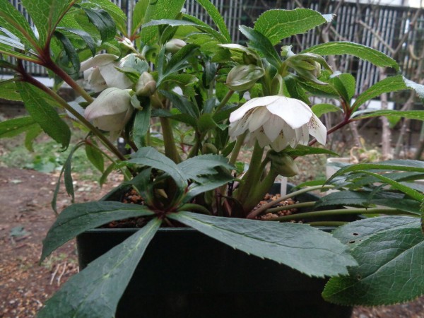 " ★★★超大株クリスマスローズ＊エレガンスホワイト糸ピコダブル13＊蕾25個