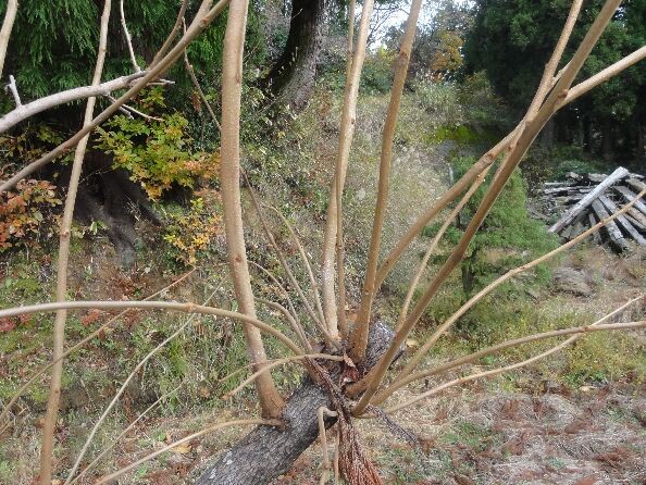 柿の木の剪定を覚えて下さい 新潟県糸魚川市果樹栽培勉強会