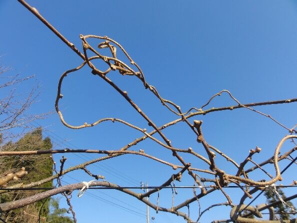 3月に入ってキウイの剪定をしています 新潟県糸魚川市果樹栽培勉強会