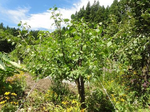 プルーンの木の剪定をしました 新潟県糸魚川市果樹栽培勉強会