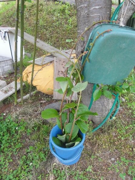 キウイ挿し木方法 オンライン講習会 3 3 新潟県糸魚川市果樹栽培勉強会