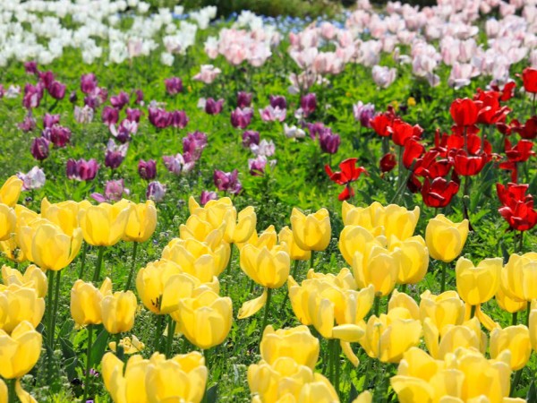 鼻高町にある『鼻高展望花の丘』で『菜の花』『チューリップ