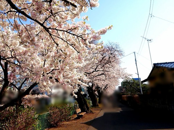 間もなく満開の宇都宮市 現在の開花状況は 宇都宮市のお花見 3月27日現在 うつのみや通信 栃木県宇都宮市の地域情報サイト