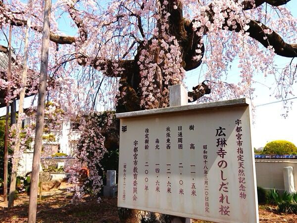 21年栃木の桜開花はいつ 桜開花予想21 を日本気象協会が発表 うつのみや通信 栃木県宇都宮市の地域情報サイト