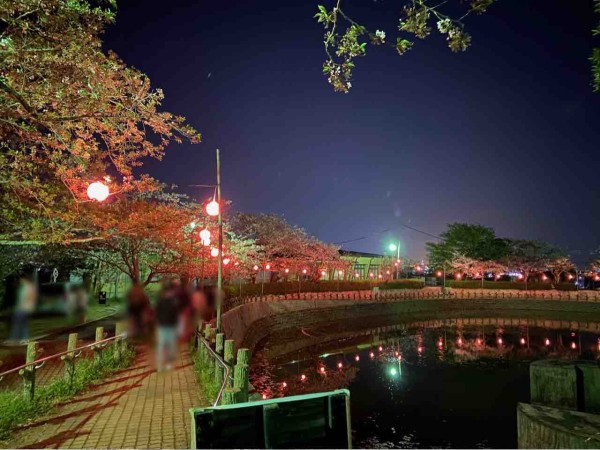 間もなく見頃は終了 ライトアップされた桜と清水の夜景は絶景 清水区船越にある 清水船越堤公園 に 夜桜ライトアップ 見に行ってみた 4月2日撮影 しずおか通信 静岡県静岡市の地域情報サイト