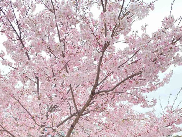 静岡の桜満開予想は3月28日 現在の桜の開花状況は 駿府城公園 と 静岡浅間神社 見にいってみた 3月25日撮影 しずおか通信 静岡県静岡市の地域情報サイト