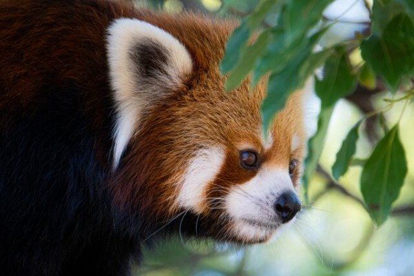 チャリティーイベント満載 レッサーパンダの生態を知る 日本平動物園 で 国際レッサーパンダデー22 開催 9月17日 10月7日 しずおか通信 静岡県静岡市の地域情報サイト