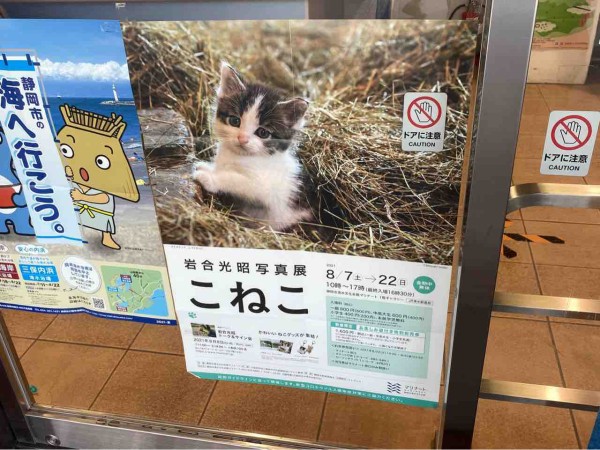 オリジナルグッズも販売！世界各地の「こねこ」たちの写真展！『静岡市 