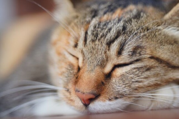 猫たちの作品展 いろんな表情の猫作品に出会える 静岡伊勢丹 6階で 猫 ねこ ネコ展 開催 6月30日 7月6日 しずおか通信 静岡県静岡市の地域情報サイト