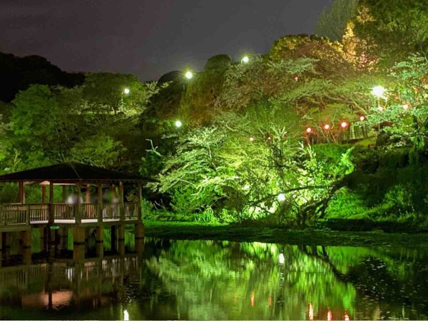 間もなく見頃は終了 ライトアップされた桜と清水の夜景は絶景 清水区船越にある 清水船越堤公園 に 夜桜ライトアップ 見に行ってみた 4月2日撮影 しずおか通信 静岡県静岡市の地域情報サイト