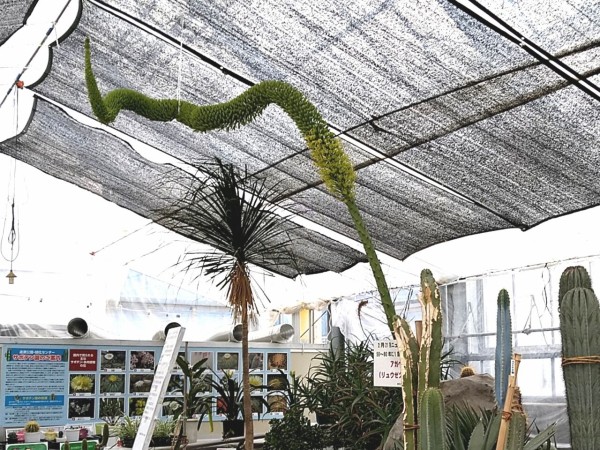 50～80年に1度しか咲かないレアな花が開花！？『逢瀬公園・緑化