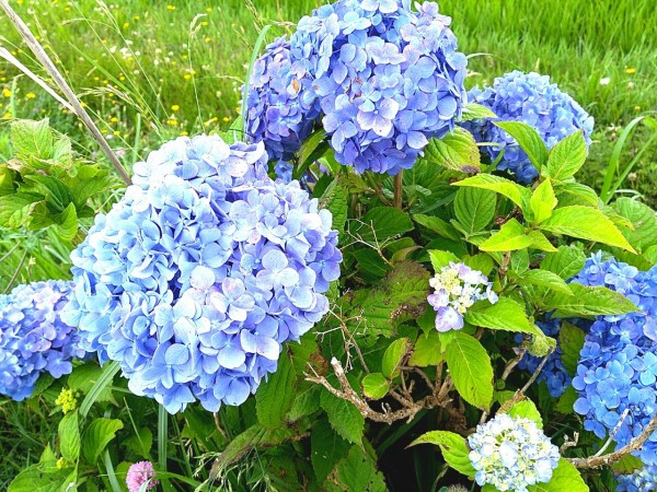 今が見頃！約1,300株もの『紫陽花』が色鮮やかに咲き誇る！三穂田に