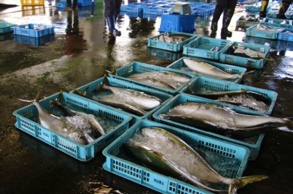 市場の新鮮な食材をゲット！？マグロ解体即売やこんにゃく詰め放題も