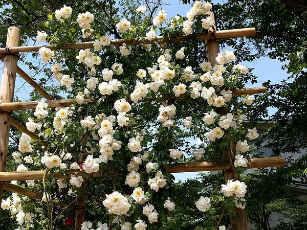 約400種800本のバラを鑑賞できる 開成山公園 内にある バラ園 秋の開園日決定 9月16日 10月31日 こおりやま通信 福島県郡山市の地域情報サイト