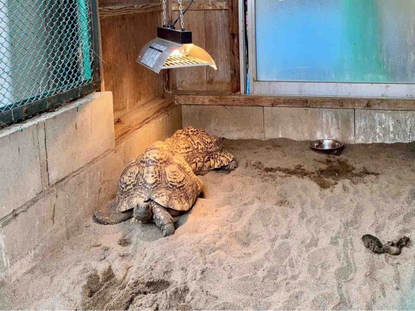 世界カメの日 にちなんで開催 グッズ販売も 城山動物園 で 亀は萬年 城山は60年 カメ展 開催 5月23日 6月13日まで ながの通信 長野県長野市の地域情報サイト