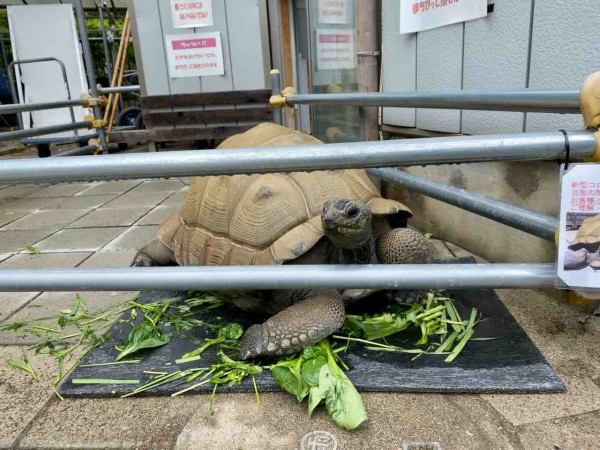 世界カメの日 にちなんで開催 グッズ販売も 城山動物園 で 亀は萬年 城山は60年 カメ展 開催 5月23日 6月13日まで ながの通信 長野県長野市の地域情報サイト