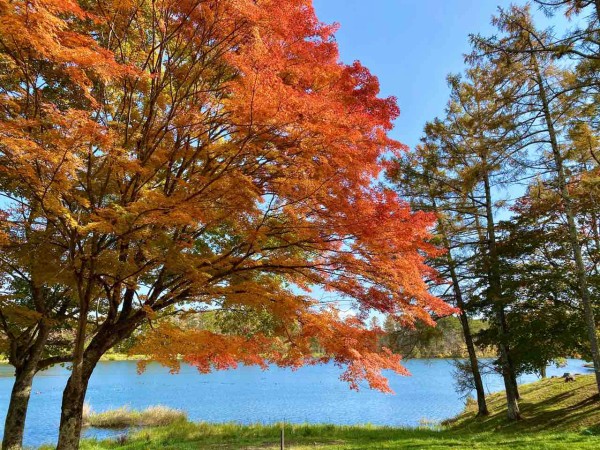 ちょうど今が見頃 長野市の紅葉スポット 大座法師池 に紅葉見に行ってみた 10月29日撮影 ながの通信 長野県長野市の地域情報サイト