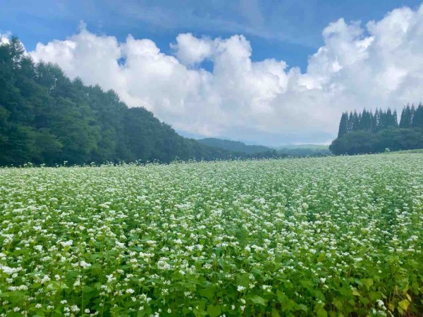 ちょうど見頃 9月上旬まで楽しめる見込み 戸隠展望苑 に そばの花 見に行ってみた 8月29日撮影 ながの通信 長野県長野 市の地域情報サイト