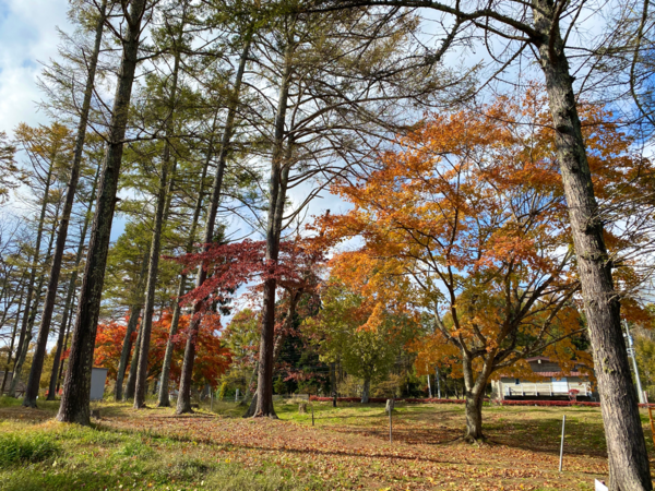 ちょうど今が見頃 長野市の紅葉スポット 大座法師池 に紅葉見に行ってみた 10月29日撮影 ながの通信 長野県長野市の地域情報サイト