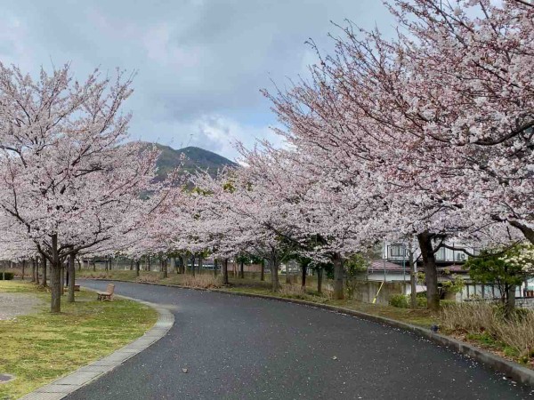 長野市の桜満開第4弾 城山公園 の桜見に行ってみた 4月14日撮影 ながの通信 長野県長野市の地域情報サイト 長野市の桜満開第4弾 城山公園 の桜見に行ってみた 4月14日撮影 ながの通信 長野県長野市の地域情報サイト