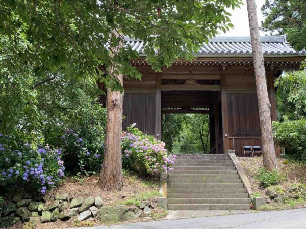 今が見頃 長野市の紫陽花スポット 蓮台寺 れんだいじ に 紫陽花 見に行ってみた 6月29日撮影 ながの通信 長野県長野市の地域情報サイト