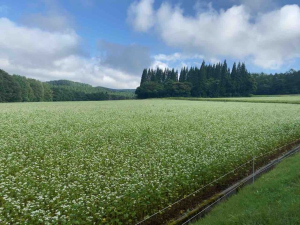 今が見頃 戸隠展望苑 に そばの花 見に行ってみた 8月2日撮影 ながの通信 長野県長野市の地域情報サイト