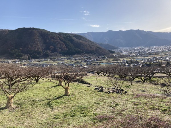 今年も開催 高級あんず賞品が当たるフォトコンテストも 松代町東条菅間で 信州松代 東条あんずまつり 開催 4月2日 4月10日 フォトコンテストは4月25日まで ながの通信 長野県長野市の地域情報サイト