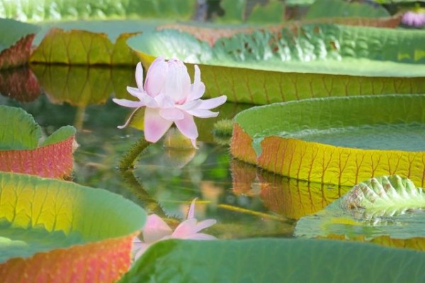 世界最大の葉っぱをもつオオオニバスに乗ってフワフワ感を体験 富山中央植物園 で オオオニバスに乗ってみよう 8月16日 18日開催 富山デイズ 富山県富山市の地域情報サイト