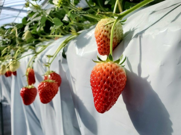 塩にオープンした観光農園 Canadell Berry カナデルベリー で いちご狩り してきた 富山デイズ 富山県富山市の地域情報サイト