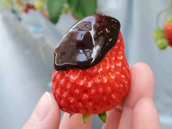 塩にオープンした観光農園 Canadell Berry カナデルベリー で いちご狩り してきた 富山デイズ 富山県富山市の地域情報サイト