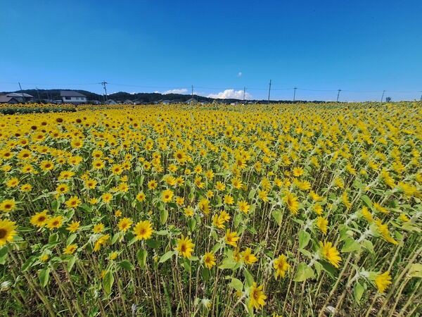 今週末に富山市で開催される『イベント』まとめ。2025年8月30日〜8月31