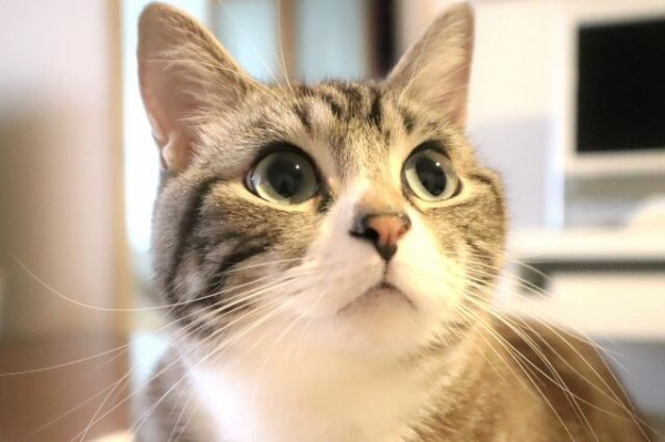 約450にゃんの猫写真パネル展示 ハロウィン特別企画も 仙台フォーラス 3階イベントスペースで ねこにすと40 えだまめねこ篇 開催 10月15日 24日 仙台プレス 宮城県仙台市の地域情報サイト