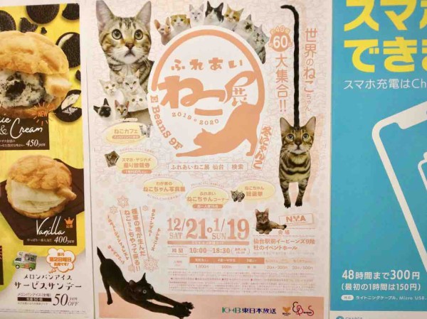世界のねこが約60匹大集合 E Beans で ふれあいねこ展 冬にゃんこ 開催 12月21日 1月19日 仙台プレス 宮城県仙台市の地域情報サイト