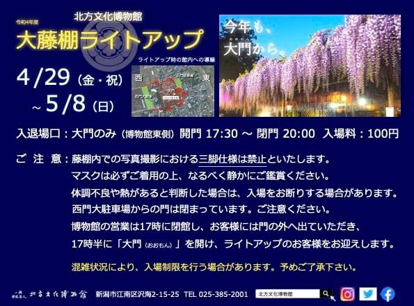 今年も開催！江南区沢海『北方文化博物館』で『令和4年度 大藤棚