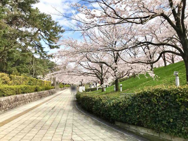 エア花見 春 白山神社 白山公園 の桜 にいがた通信 新潟県新潟市の地域情報サイト