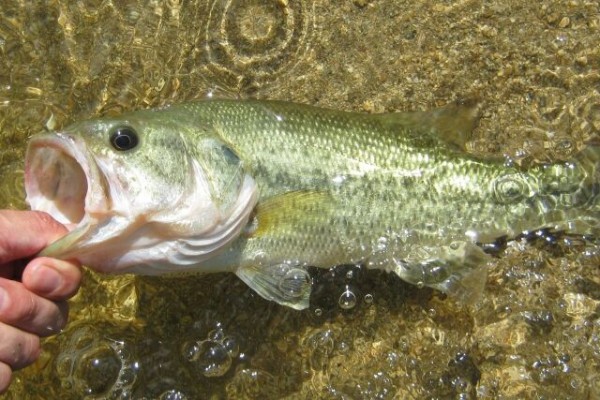 釣り禁止区域でバス釣り解禁！船で中州上陸！『福島潟』で『外来種駆除