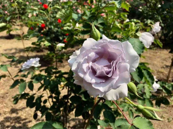 今が見頃 西区寺尾にある 寺尾中央公園 の バラ園 で 薔薇 を愛でる にいがた通信 新潟県新潟市の地域情報サイト